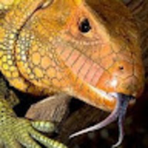 Meet your Posher, Ralph